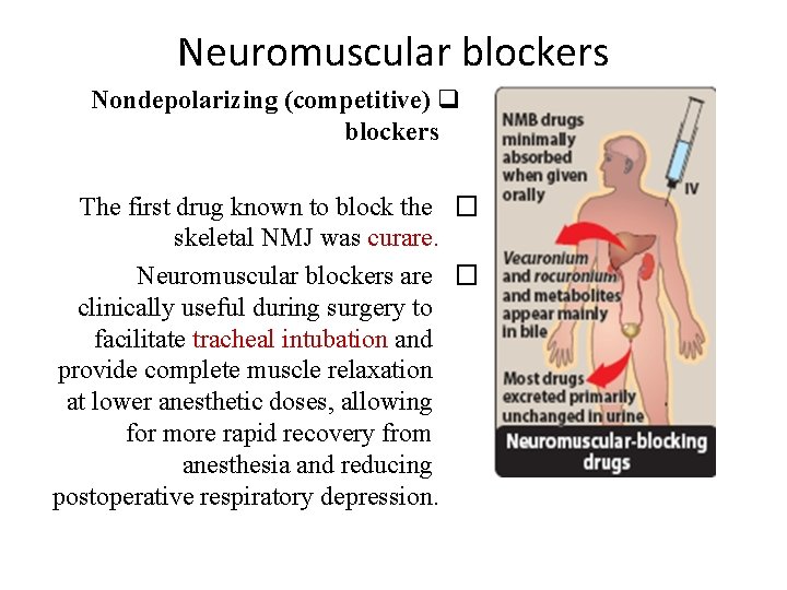 Neuromuscular blockers Nondepolarizing (competitive) q blockers The first drug known to block the �