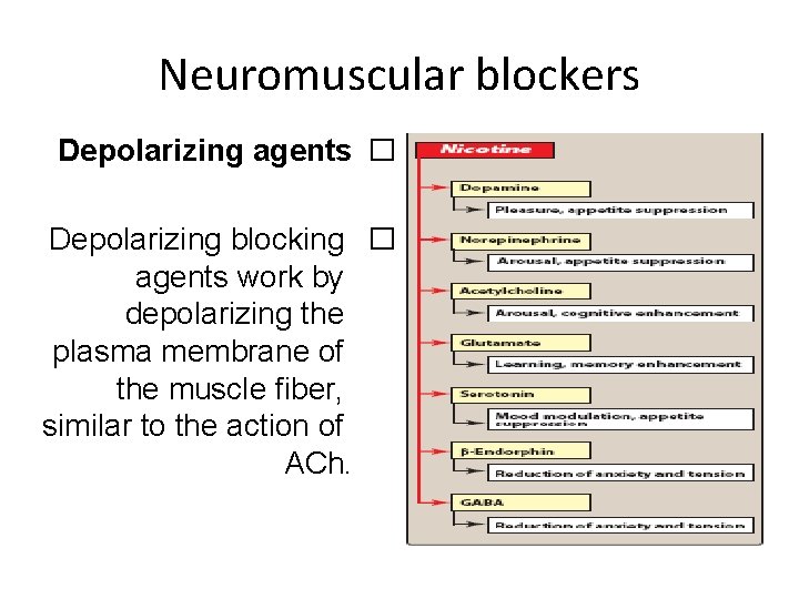 Neuromuscular blockers Depolarizing agents � Depolarizing blocking � agents work by depolarizing the plasma