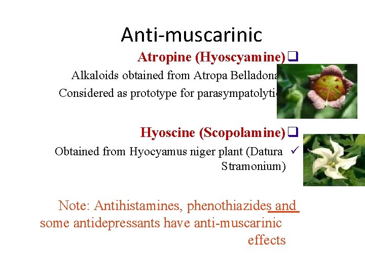 Anti-muscarinic Atropine (Hyoscyamine) q Alkaloids obtained from Atropa Belladona, ü Considered as prototype for