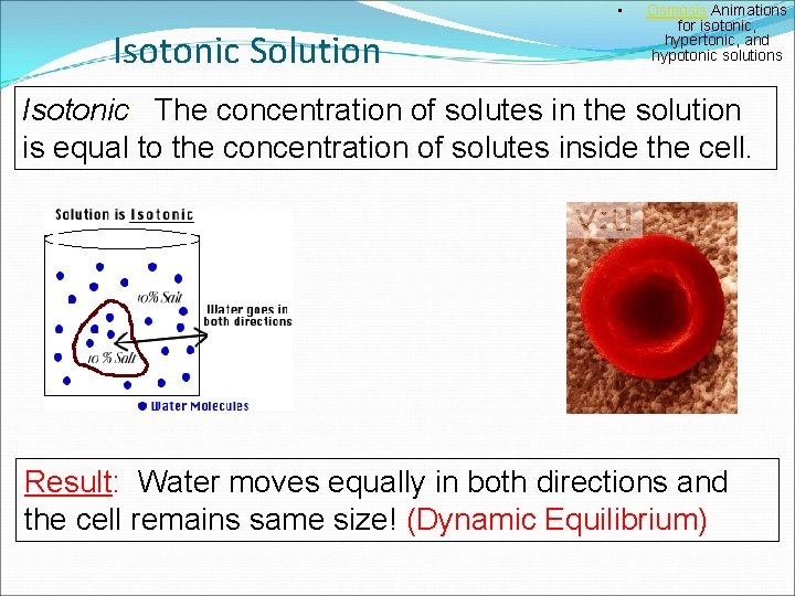  • Isotonic Solution Osmosis Animations for isotonic, hypertonic, and hypotonic solutions Isotonic: The