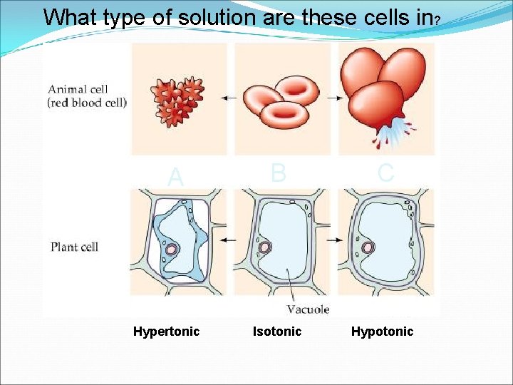 What type of solution are these cells in? A Hypertonic B C Isotonic Hypotonic