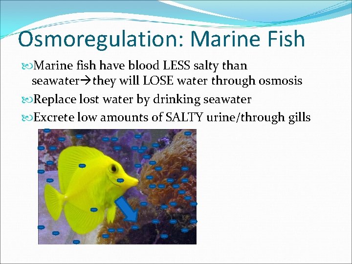 Osmoregulation: Marine Fish Marine fish have blood LESS salty than seawater they will LOSE