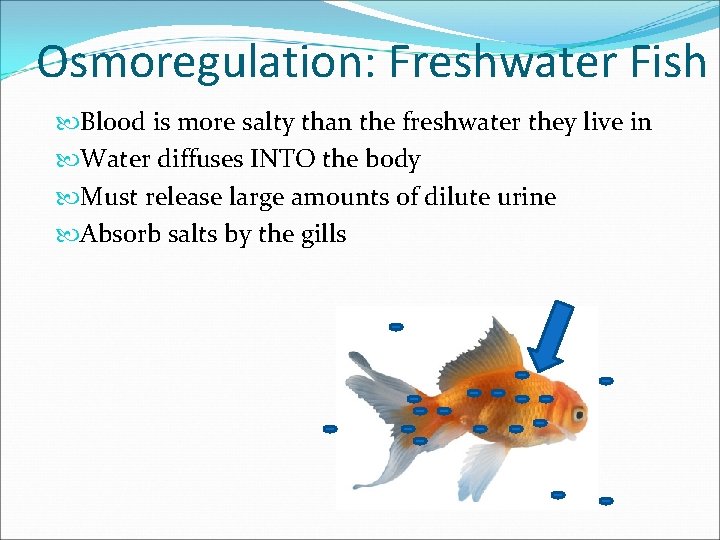 Osmoregulation: Freshwater Fish Blood is more salty than the freshwater they live in Water