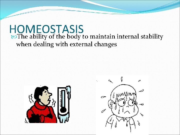 HOMEOSTASIS The ability of the body to maintain internal stability when dealing with external