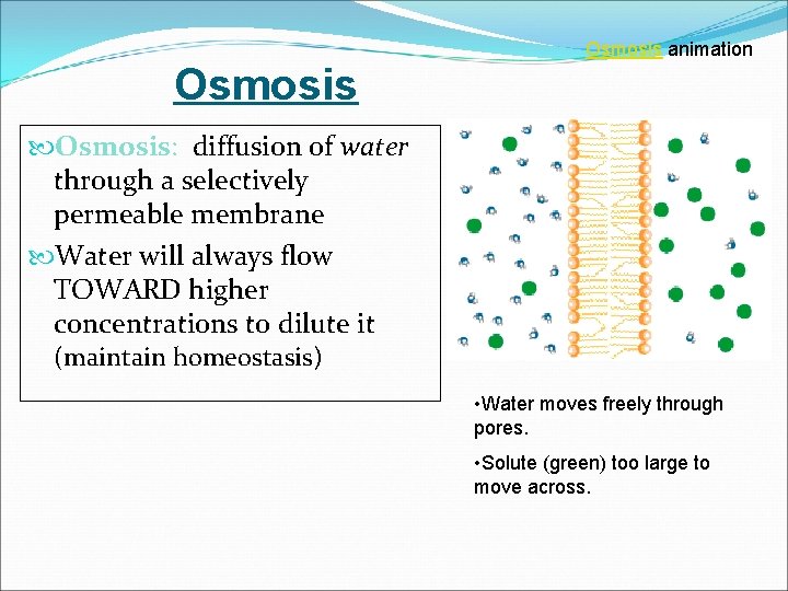 Osmosis animation Osmosis: diffusion of water through a selectively permeable membrane Water will always
