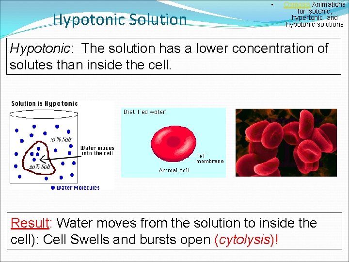 Hypotonic Solution • Osmosis Animations for isotonic, hypertonic, and hypotonic solutions Hypotonic: The solution