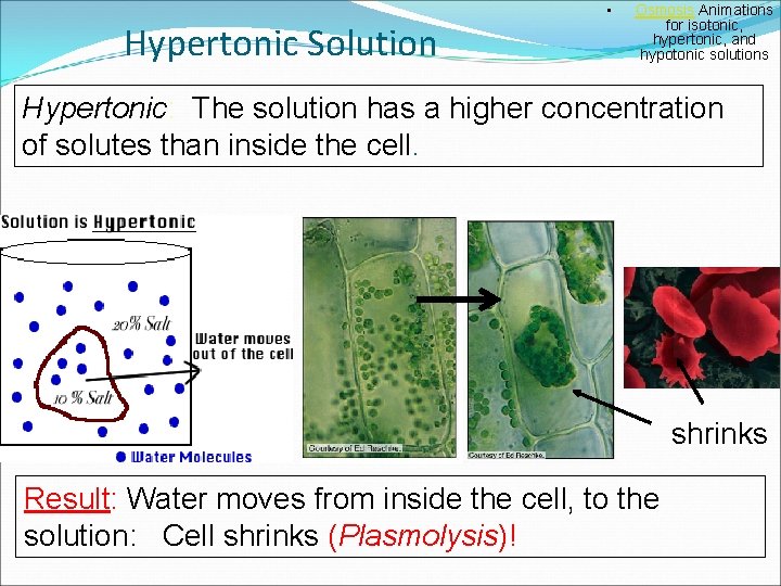 Hypertonic Solution • Osmosis Animations for isotonic, hypertonic, and hypotonic solutions Hypertonic: The solution