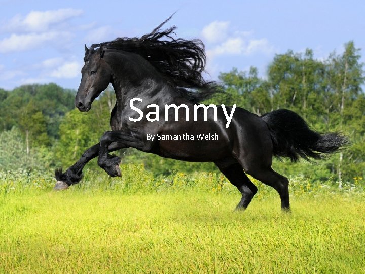Sammy By Samantha Welsh 