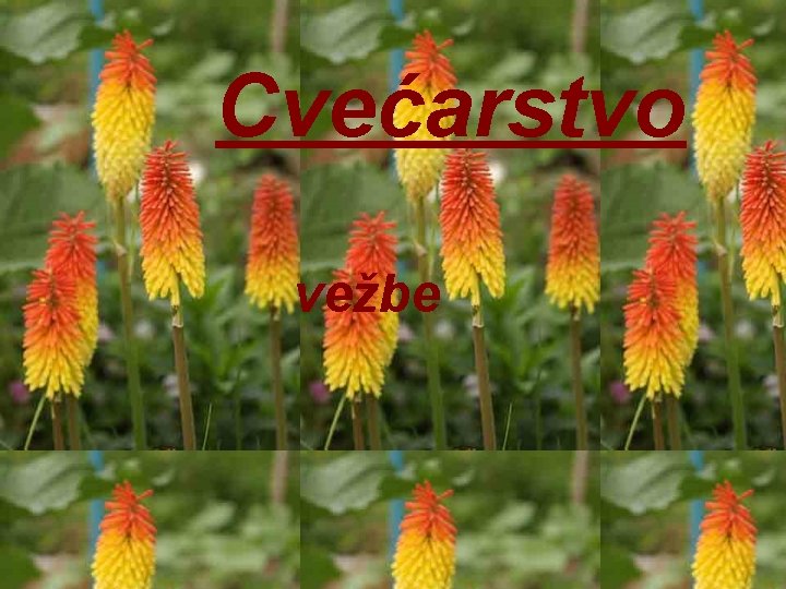 Cvećarstvo vežbe 