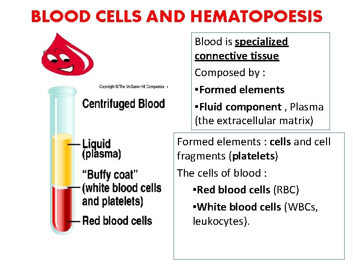 BLOOD CELLS AND HEMATOPOESIS Blood is specialized connective tissue Composed by : • Formed