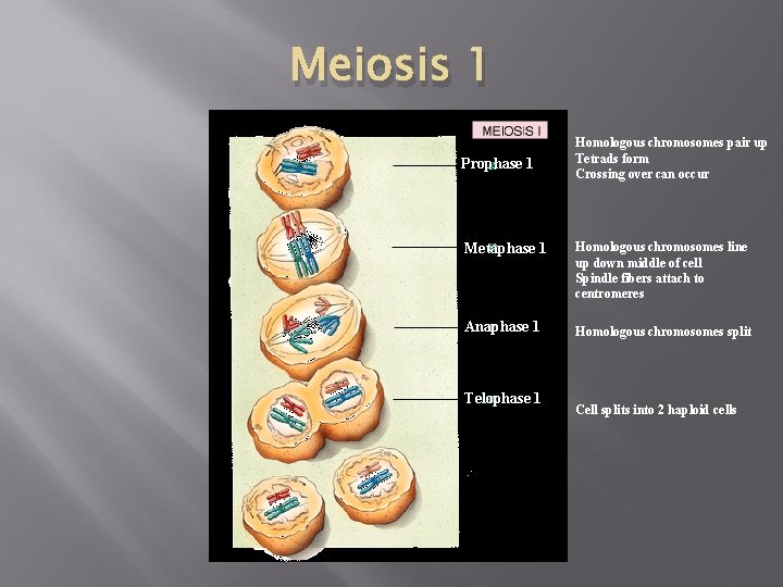 Meiosis 1 Prophase 1 Homologous chromosomes pair up Tetrads form Crossing over can occur