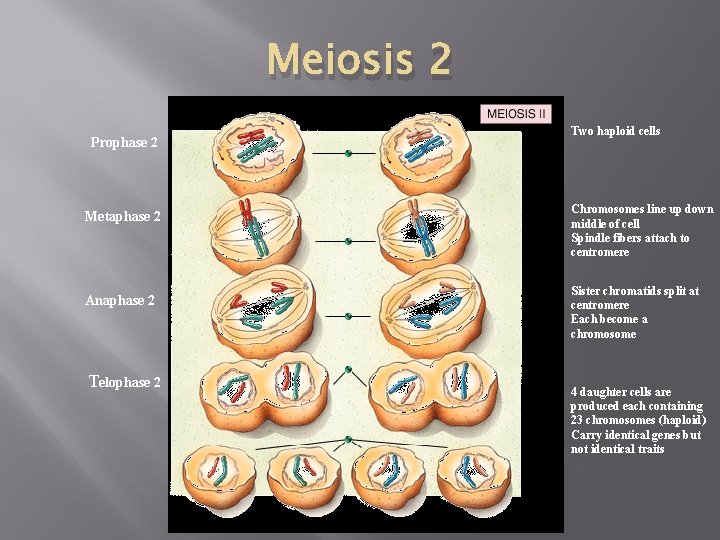 Meiosis 2 Prophase 2 Metaphase 2 Anaphase 2 Telophase 2 Two haploid cells Chromosomes