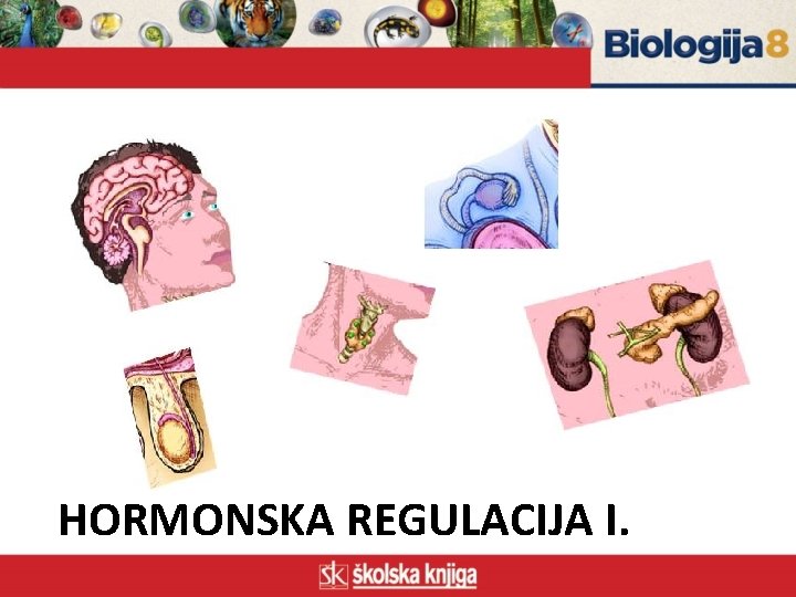 HORMONSKA REGULACIJA I. 