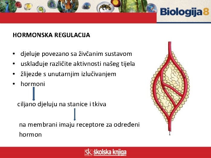 HORMONSKA REGULACIJA • • djeluje povezano sa živčanim sustavom usklađuje različite aktivnosti našeg tijela