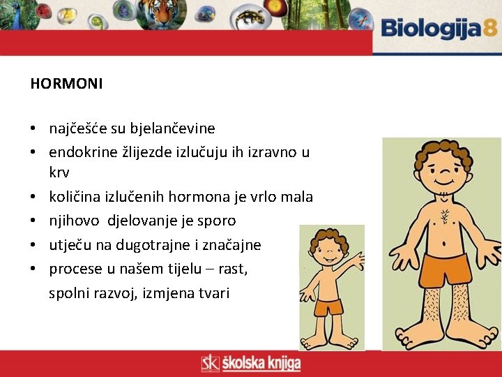 HORMONI • najčešće su bjelančevine • endokrine žlijezde izlučuju ih izravno u krv •