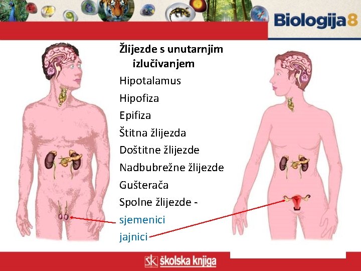 Žlijezde s unutarnjim izlučivanjem Hipotalamus Hipofiza Epifiza Štitna žlijezda Doštitne žlijezde Nadbubrežne žlijezde Gušterača