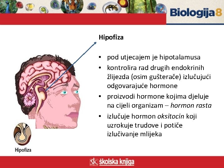 Hipofiza • pod utjecajem je hipotalamusa • kontrolira rad drugih endokrinih žlijezda (osim gušterače)