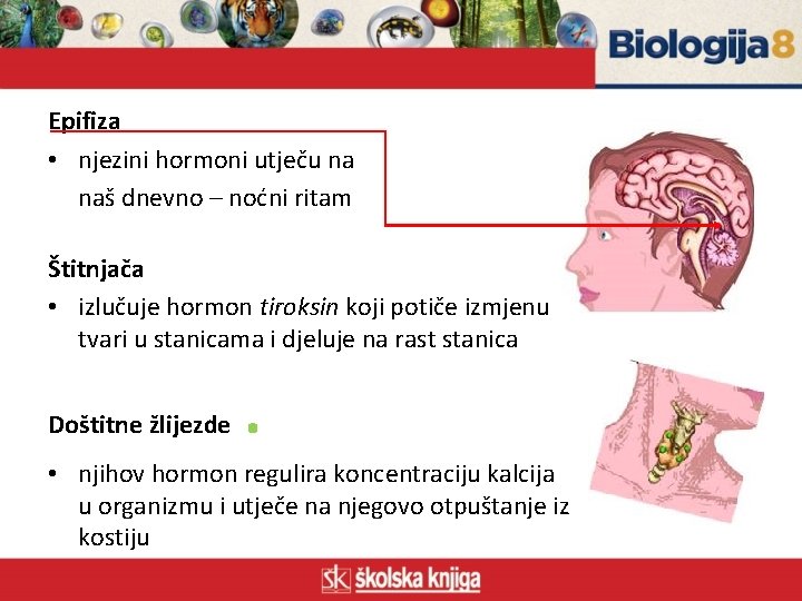 Epifiza • njezini hormoni utječu na naš dnevno – noćni ritam Štitnjača • izlučuje