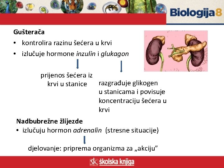 Gušterača • kontrolira razinu šećera u krvi • izlučuje hormone inzulin i glukagon prijenos