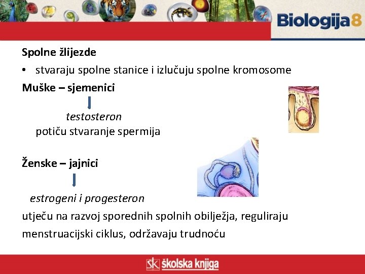 Spolne žlijezde • stvaraju spolne stanice i izlučuju spolne kromosome Muške – sjemenici testosteron