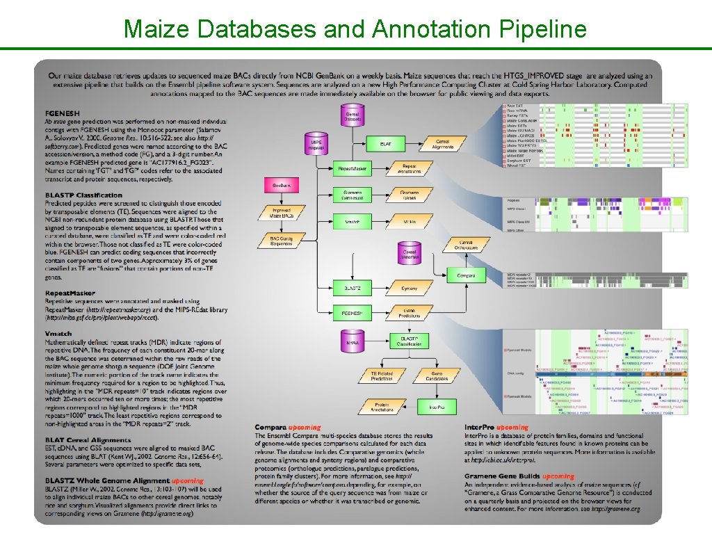 Maize Databases and Annotation Pipeline 