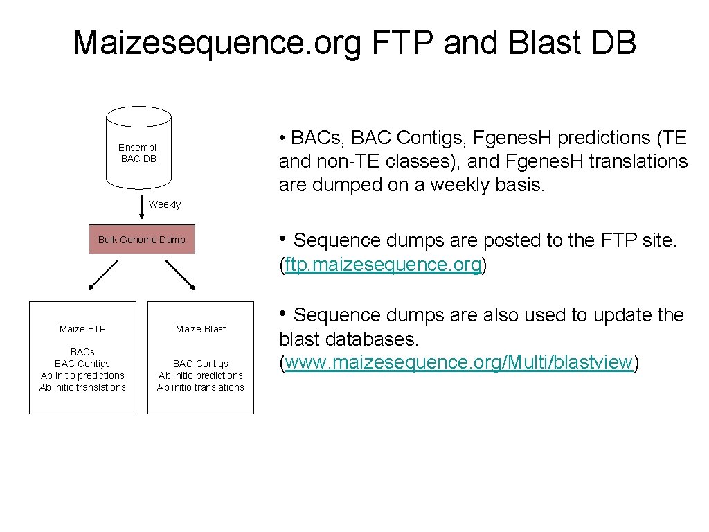 Maizesequence. org FTP and Blast DB • BACs, BAC Contigs, Fgenes. H predictions (TE