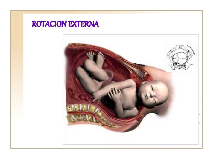 ROTACION EXTERNA 