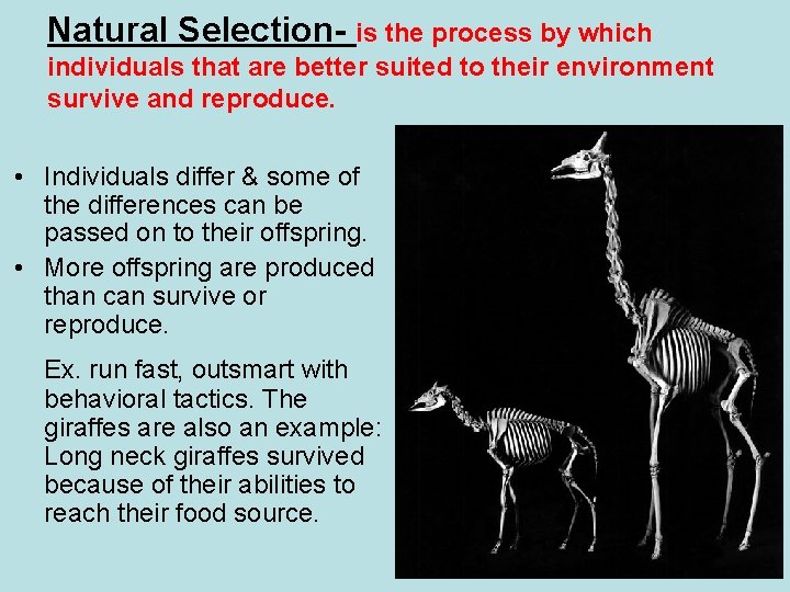 Natural Selection- is the process by which individuals that are better suited to their