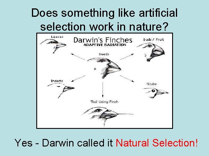 Does something like artificial selection work in nature? Yes - Darwin called it Natural