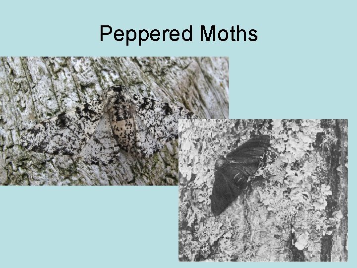 Peppered Moths 