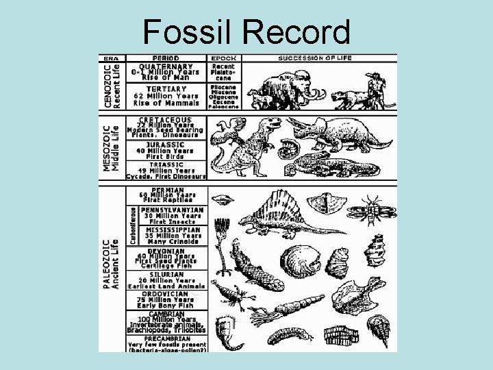 Fossil Record 