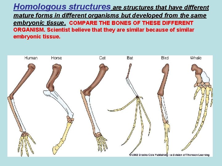 Homologous structures are structures that have different mature forms in different organisms but developed