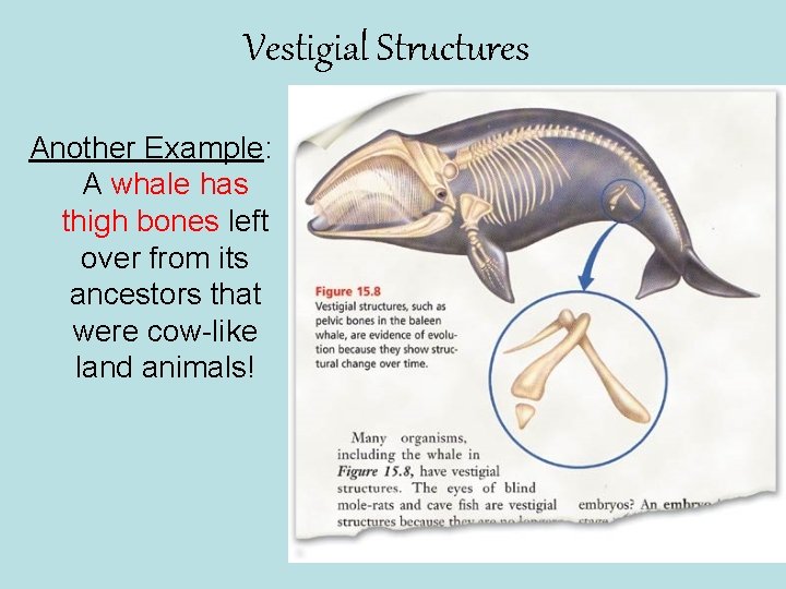 Vestigial Structures Another Example: A whale has thigh bones left over from its ancestors