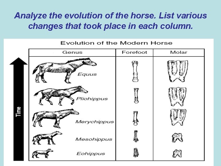 Analyze the evolution of the horse. List various changes that took place in each