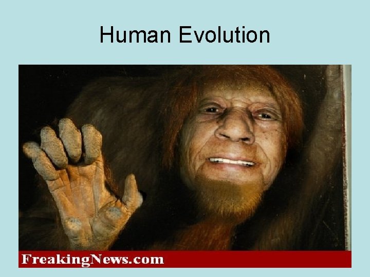 Human Evolution 