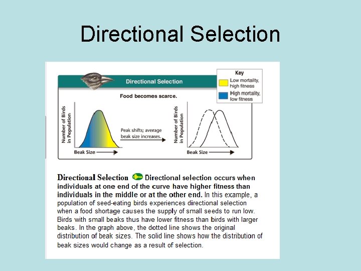 Directional Selection 