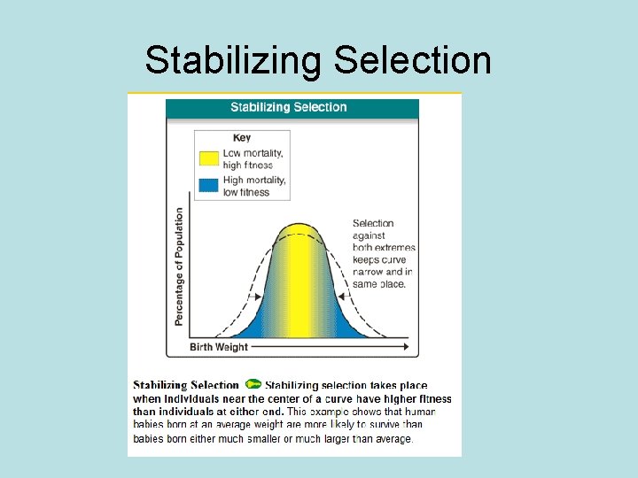 Stabilizing Selection 