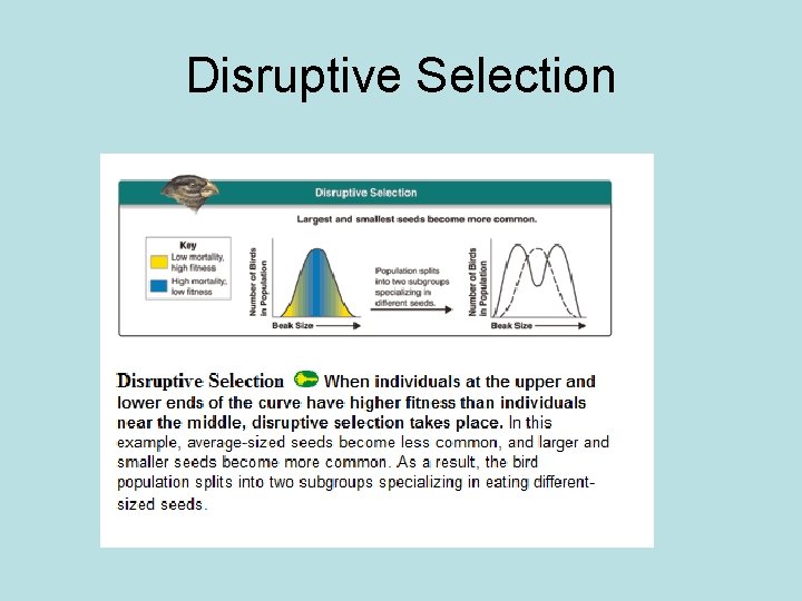 Disruptive Selection 