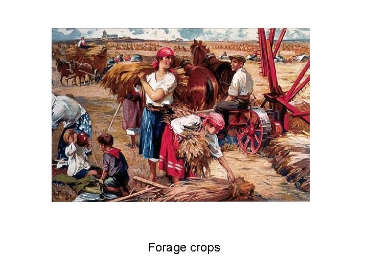 Forage crops 