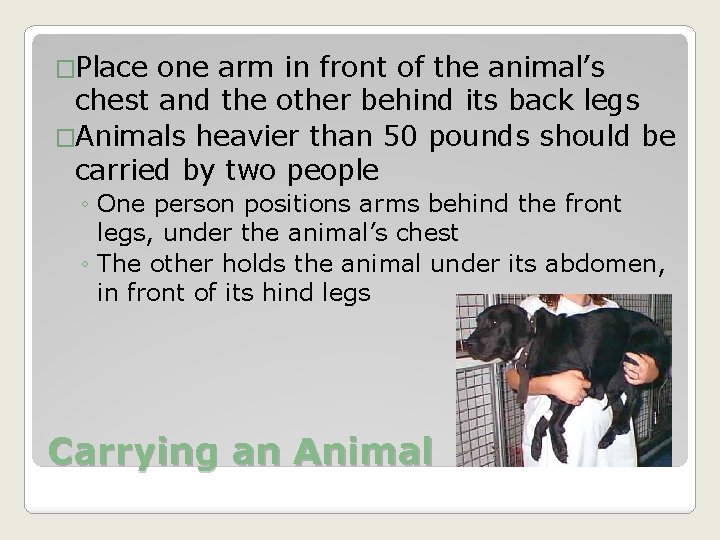 �Place one arm in front of the animal’s chest and the other behind its