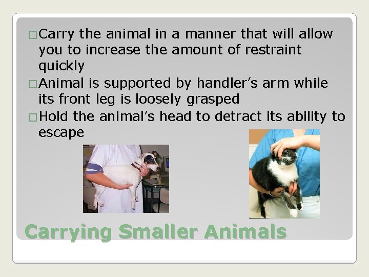 �Carry the animal in a manner that will allow you to increase the amount