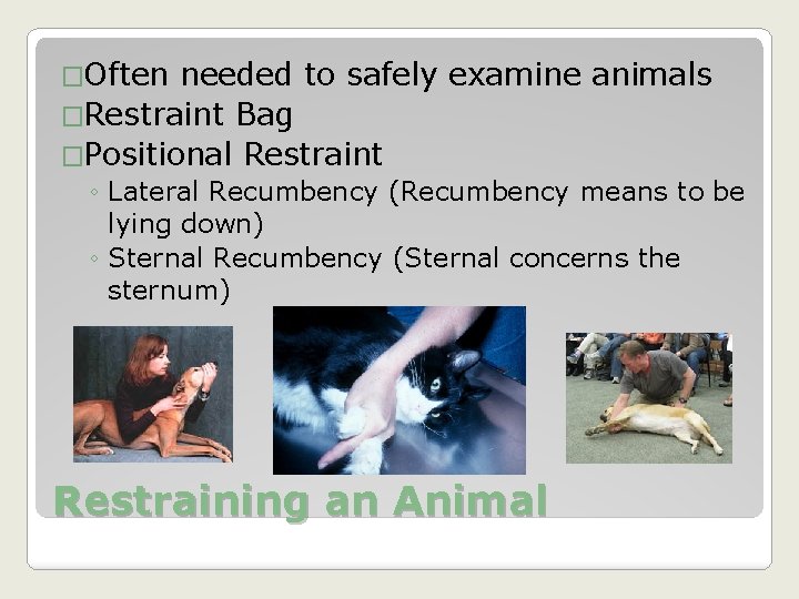 �Often needed to safely examine animals �Restraint Bag �Positional Restraint ◦ Lateral Recumbency (Recumbency