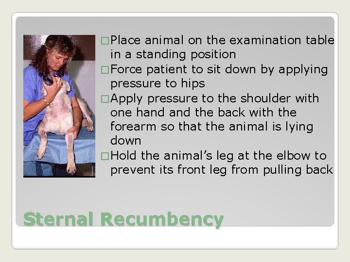 � Place animal on the examination table in a standing position � Force patient