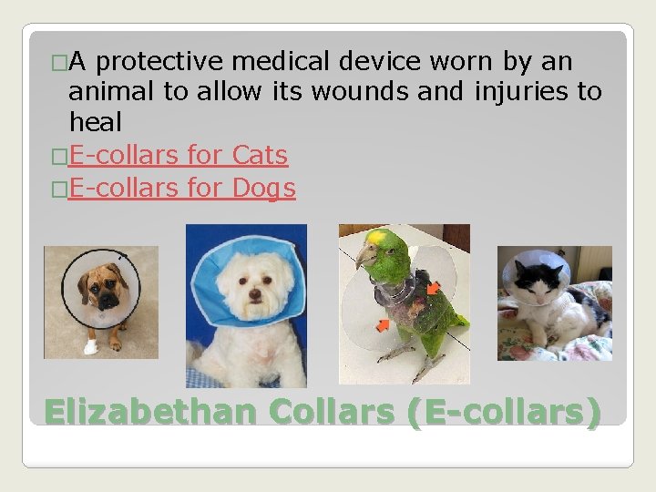 �A protective medical device worn by an animal to allow its wounds and injuries