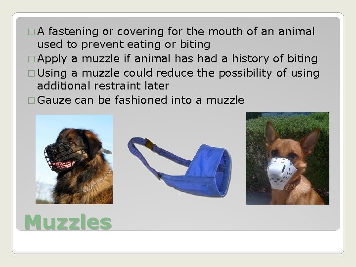 �A fastening or covering for the mouth of an animal used to prevent eating