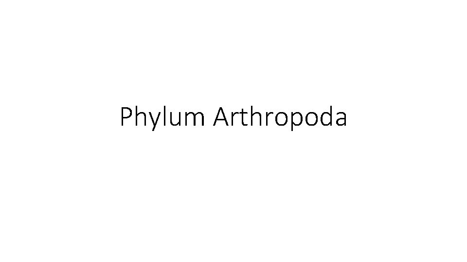 Phylum Arthropoda 