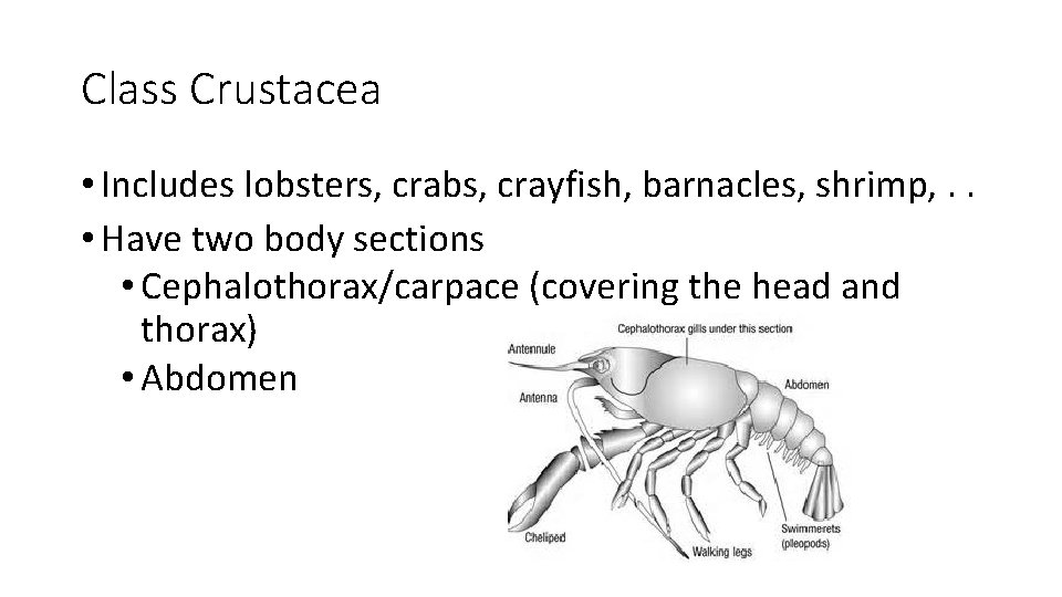 Class Crustacea • Includes lobsters, crabs, crayfish, barnacles, shrimp, . . • Have two