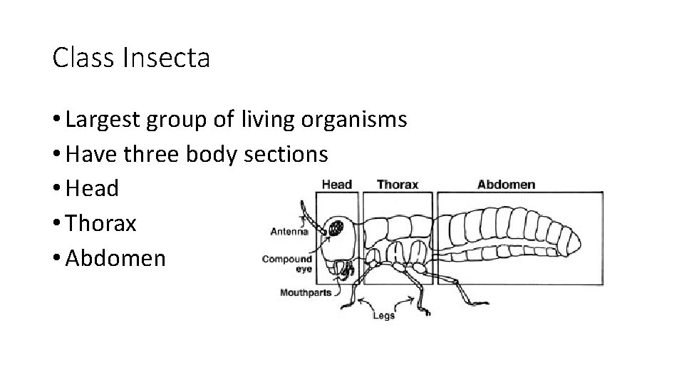 Class Insecta • Largest group of living organisms • Have three body sections •