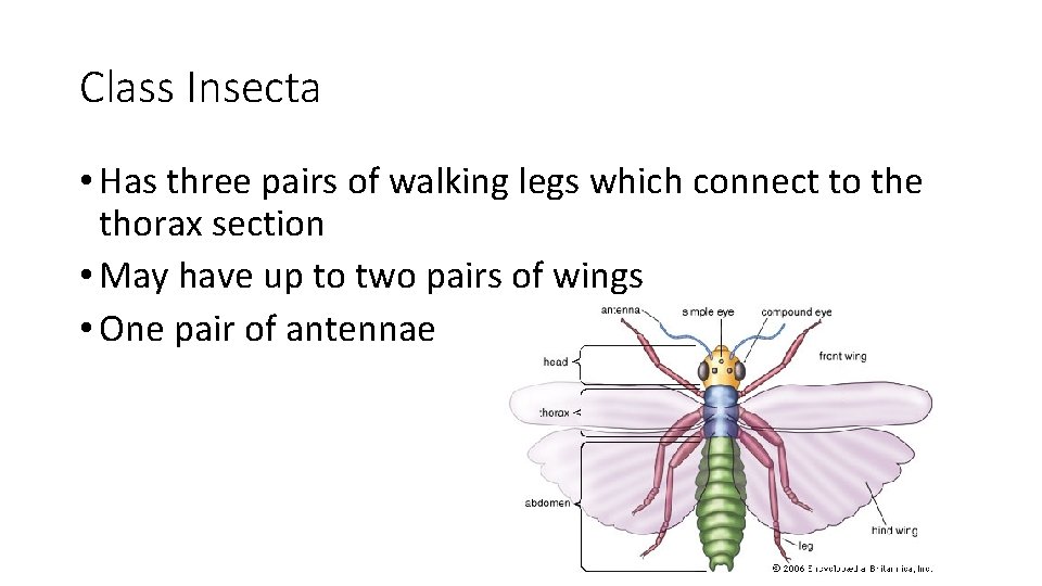 Class Insecta • Has three pairs of walking legs which connect to the thorax