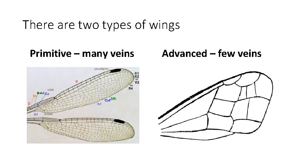 There are two types of wings Primitive – many veins Advanced – few veins